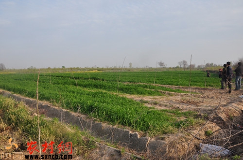 被毀后的麥地載上了核桃樹