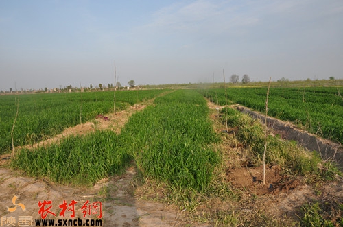 被毀后的麥地載上了核桃樹