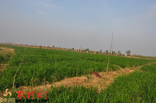 被毀后的麥地載上了核桃樹
