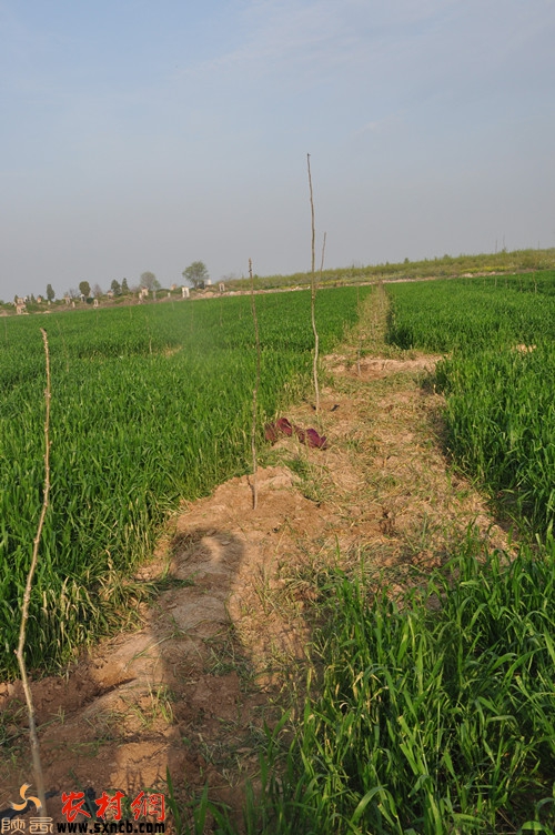 被毀后的麥地載上了核桃樹