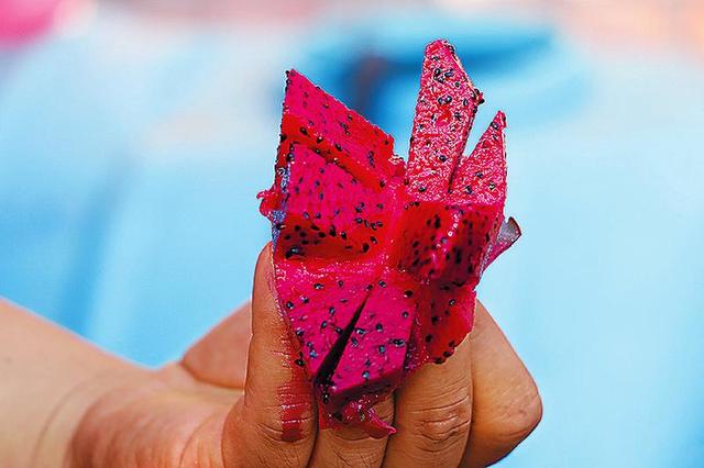 熱帶水果火龍果在子長試種成功 經濟價值很高